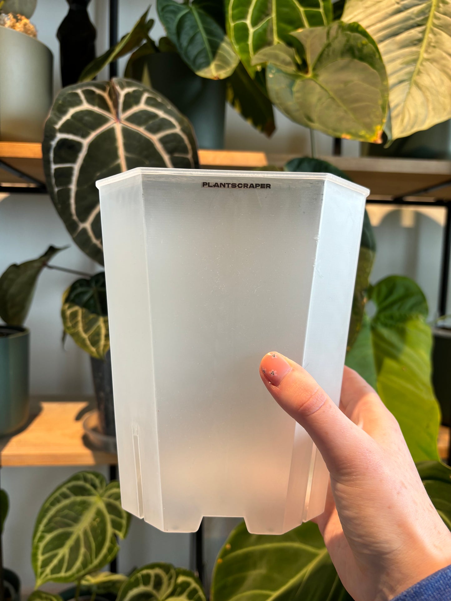 Square Aroid Pot
