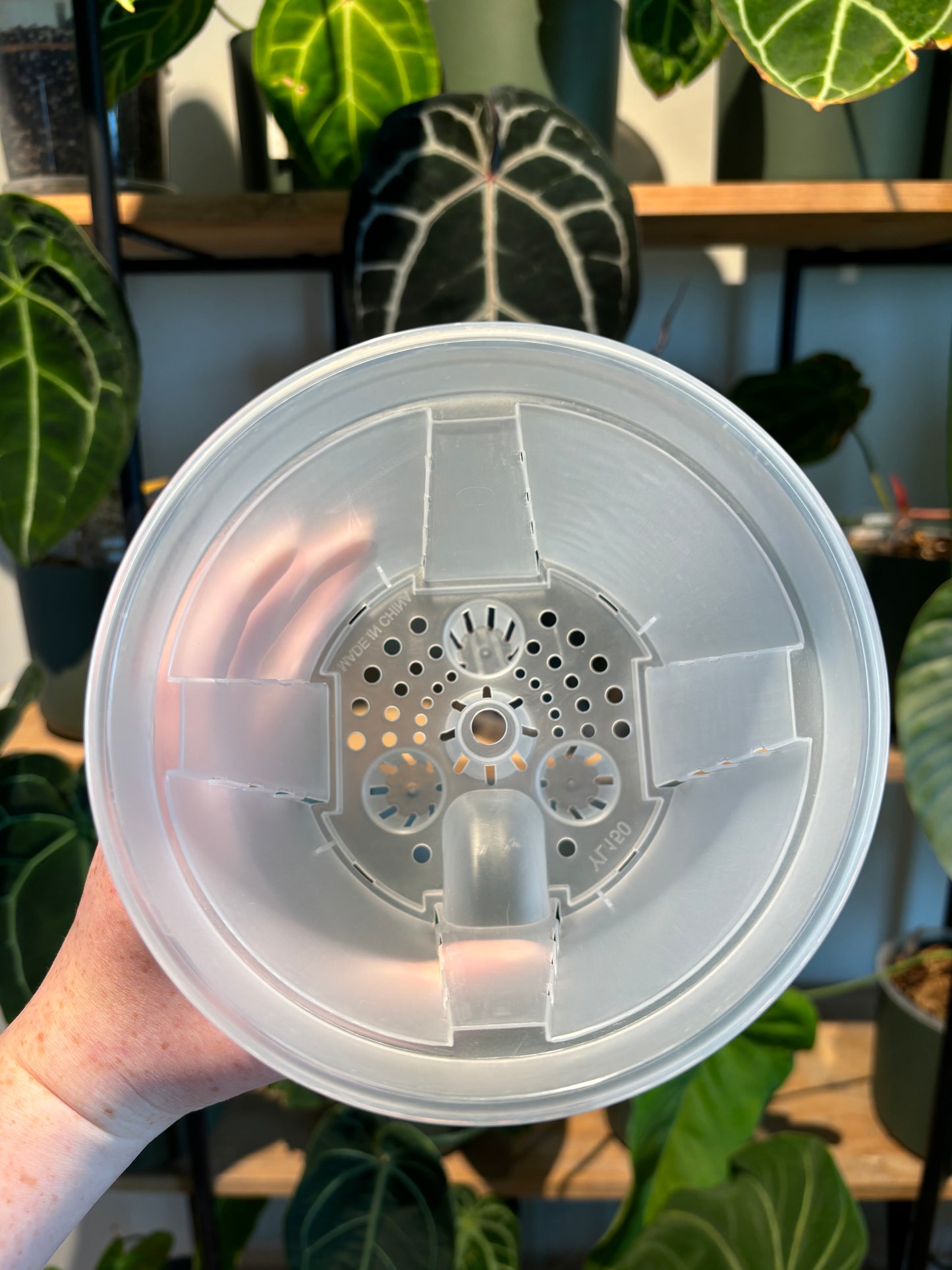 Clear Self Watering Pot