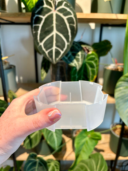 Clear Self Watering Pot