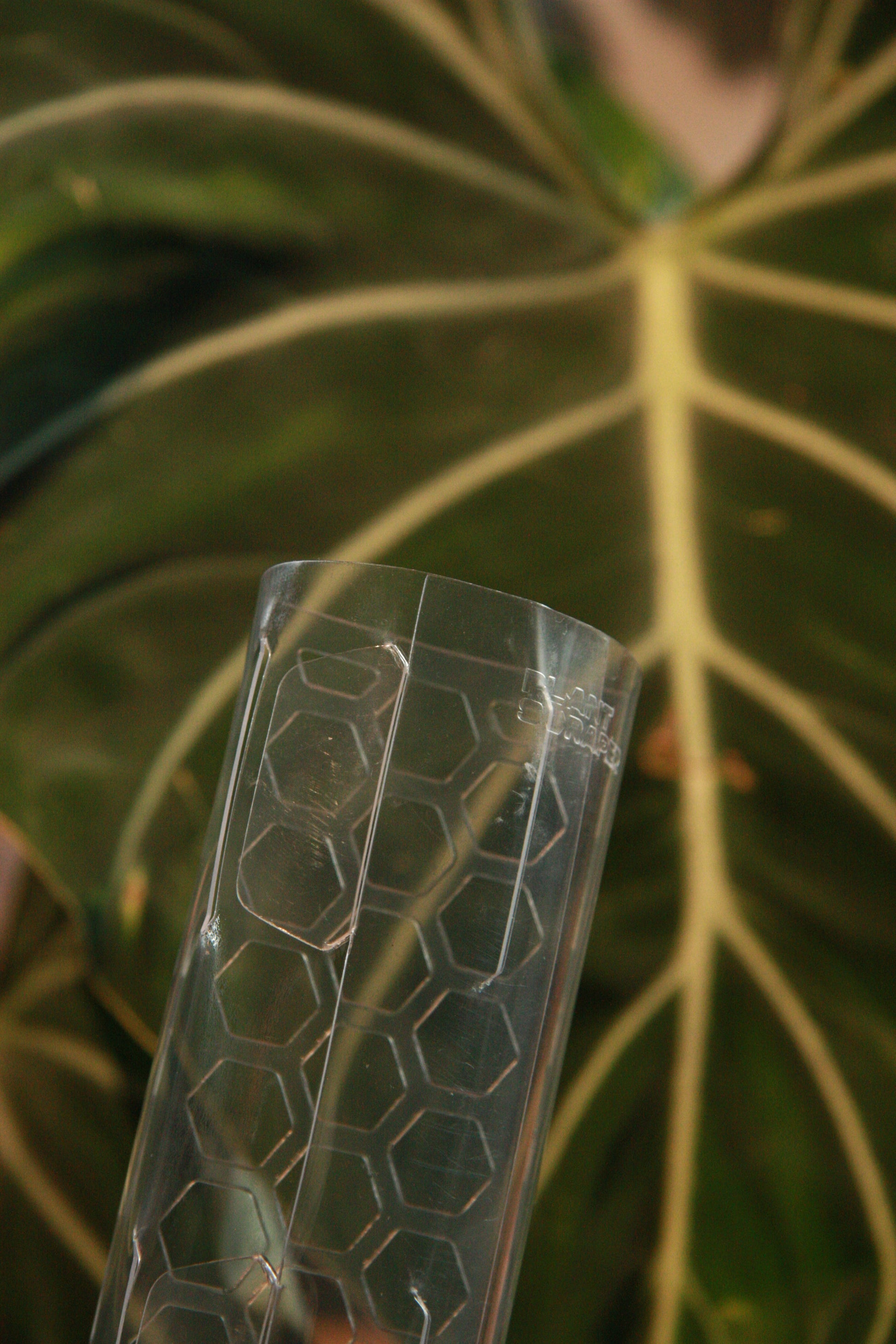 clear moss pole Clear Moss Pole Medium – The Rooting Studio