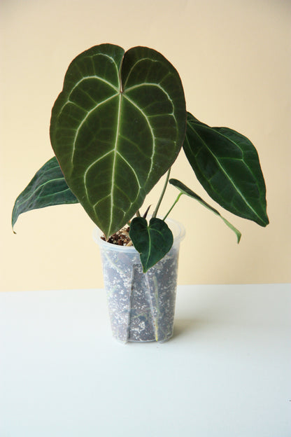 Anthurium Crystallinum x AOS #4