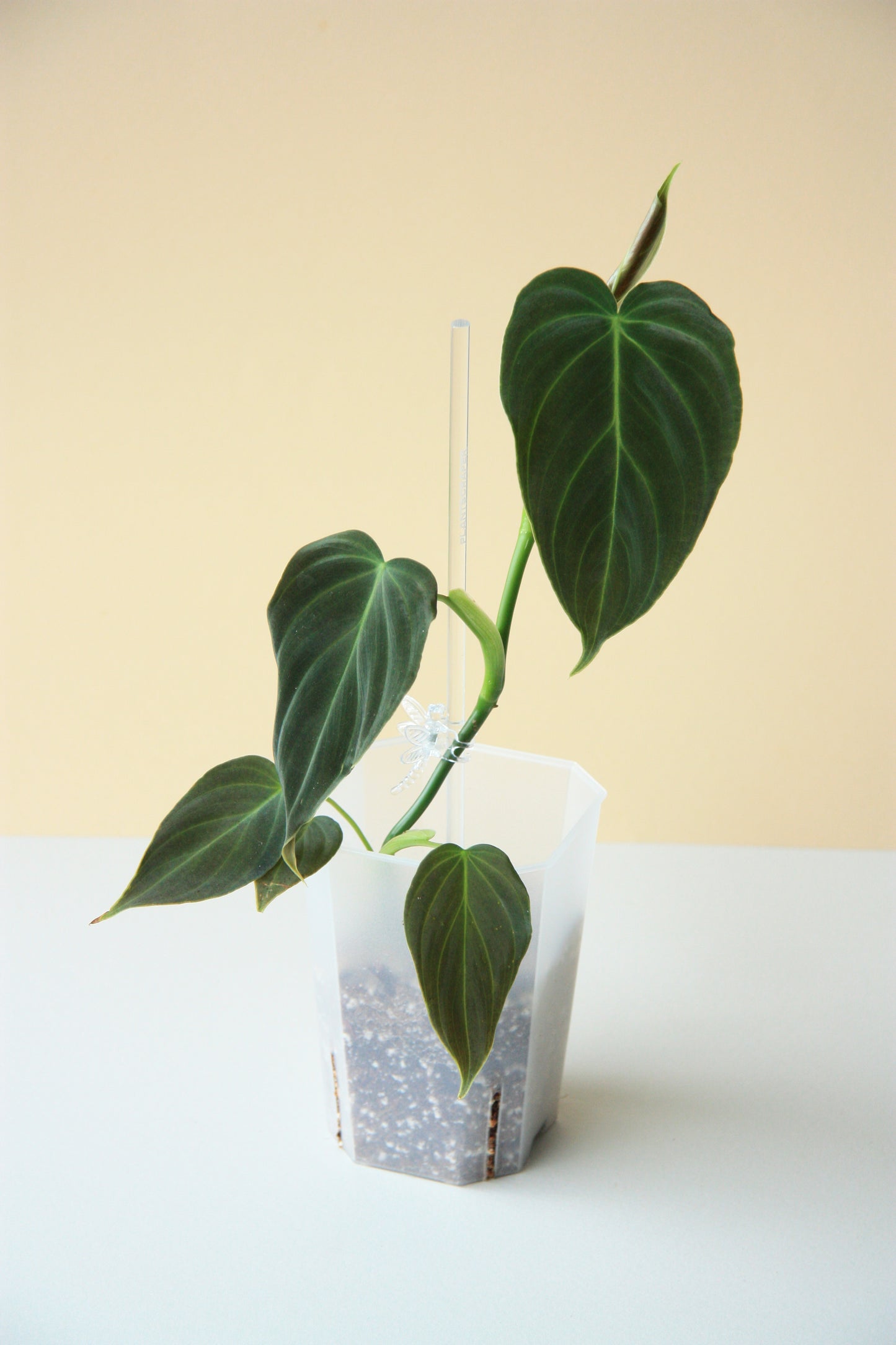 Philodendron Splendid Small