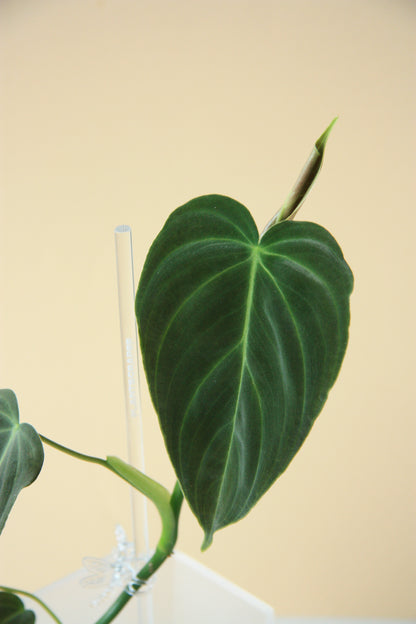 Philodendron Splendid Small