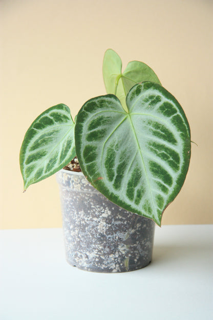 Anthurium Silver Blush #2