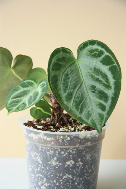 Anthurium Silver Blush #2