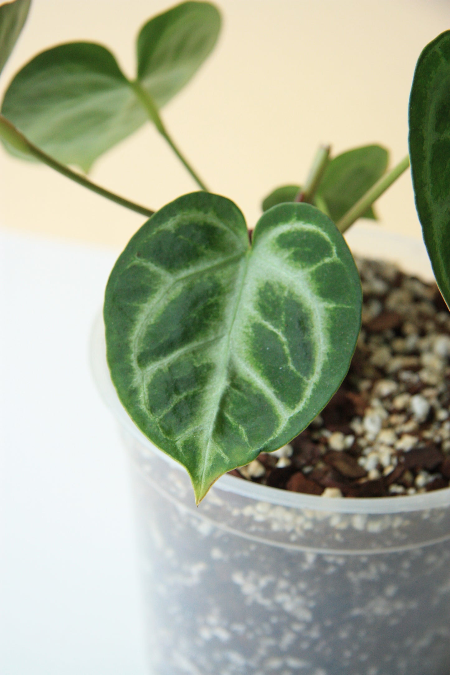 Anthurium Silver Blush #2