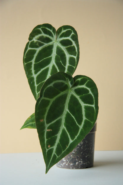 Anthurium Crystallinum