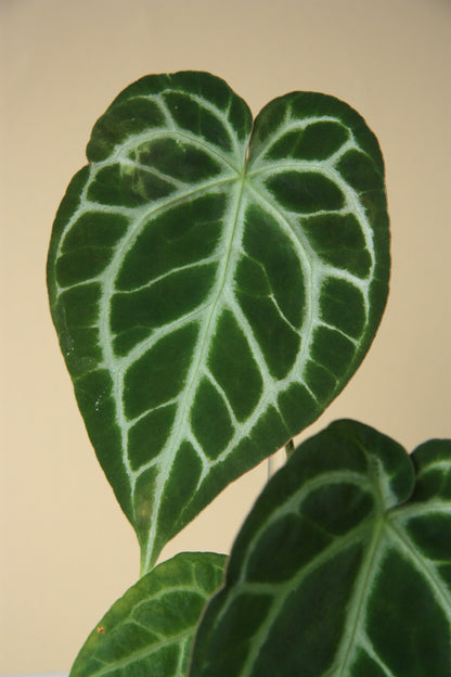 Anthurium Crystallinum