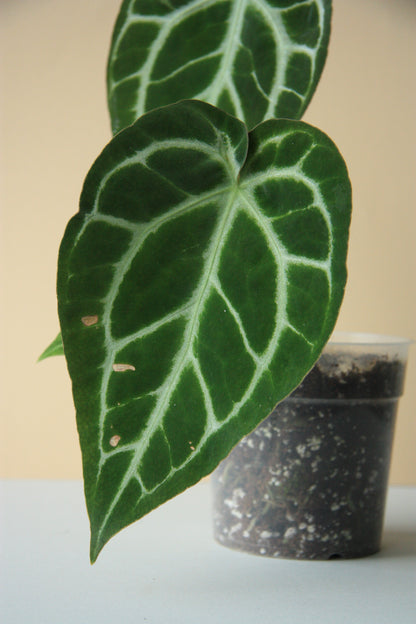 Anthurium Crystallinum