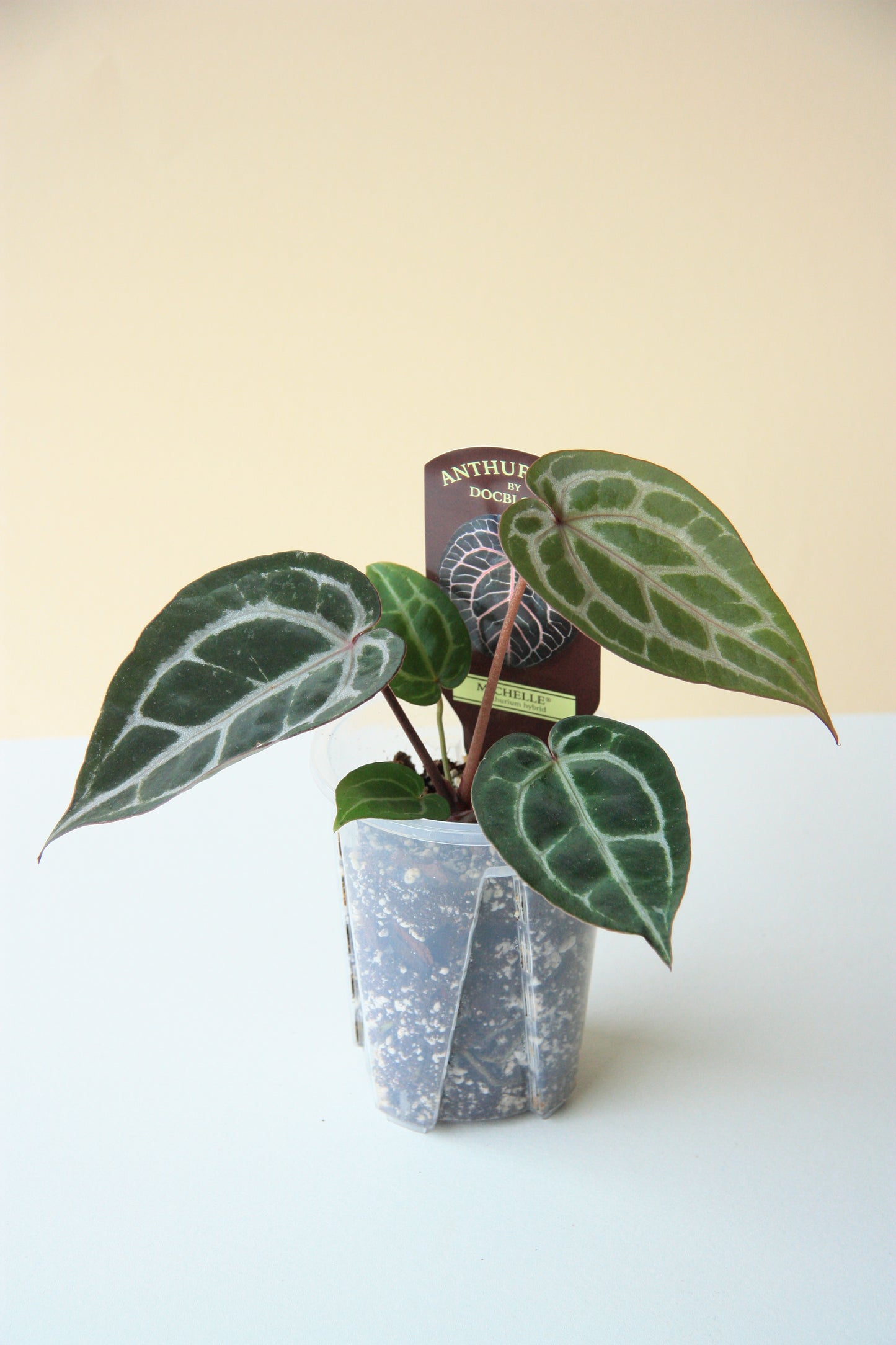 Anthurium DocBlock Michelle Small