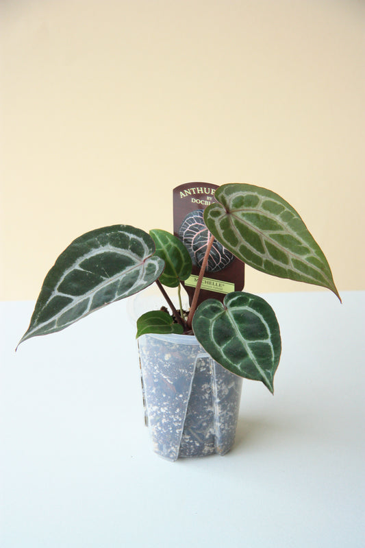 Anthurium DocBlock Michelle Small