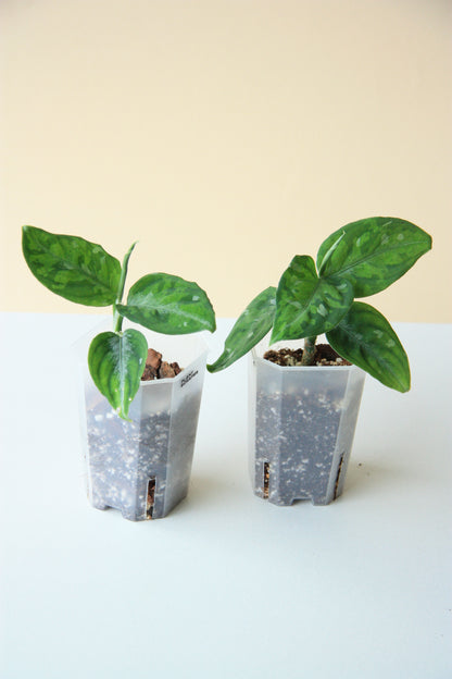 Aglaonema Pictum Tricolor