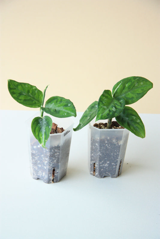 Aglaonema Pictum Tricolor