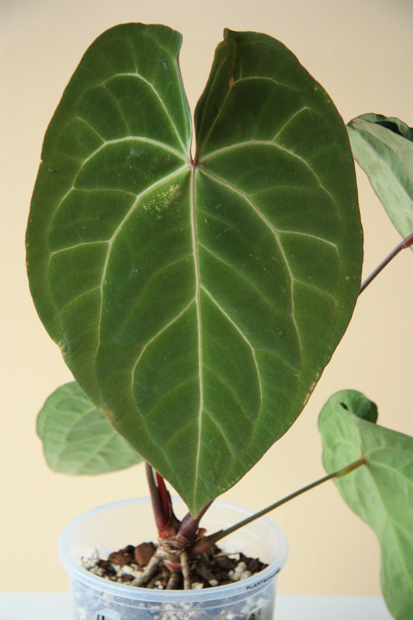 Anthurium Crystallinum