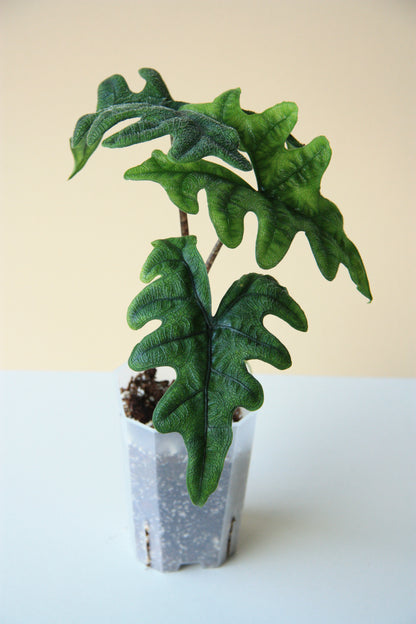 Alocasia Jacklyn Medium