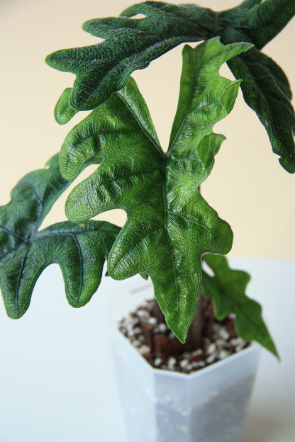 Alocasia Jacklyn Medium