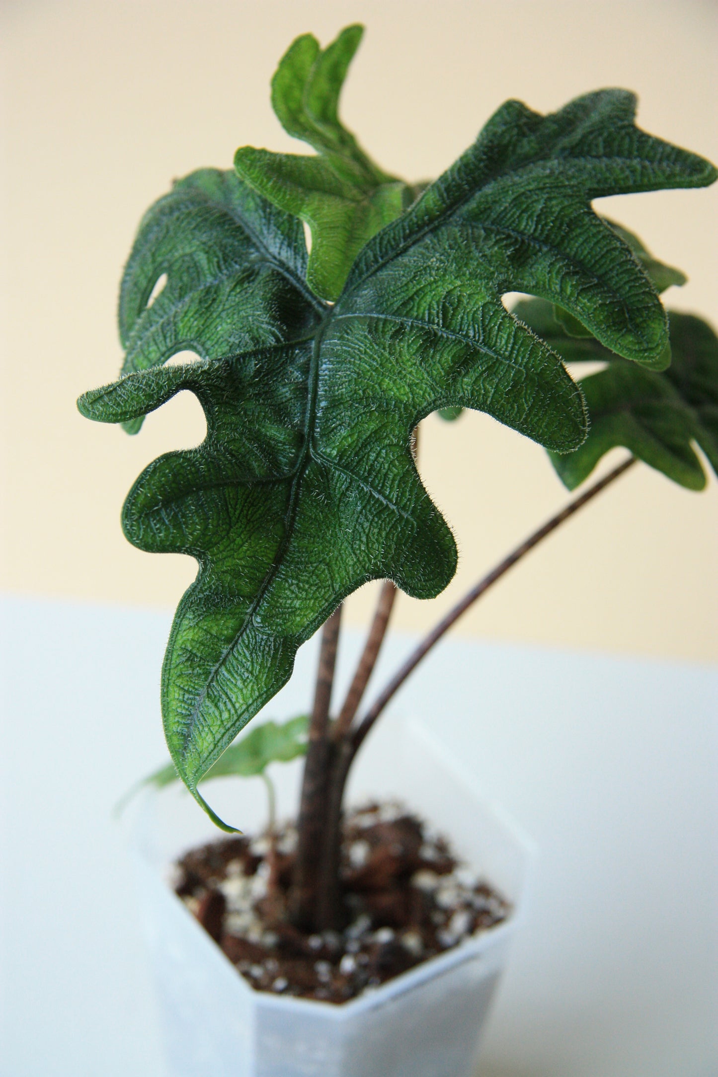 Alocasia Jacklyn Medium