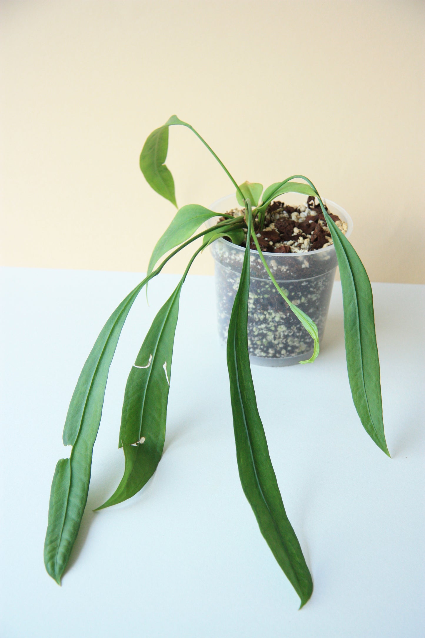 Anthurium Vittarifolium [sad plant]