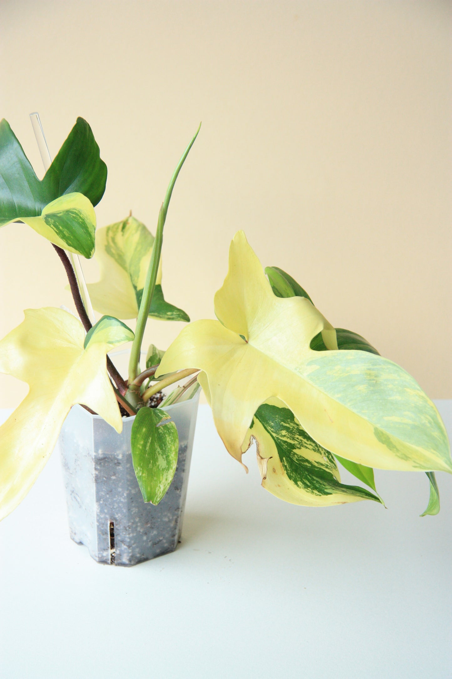 Philodendron Florida Beauty