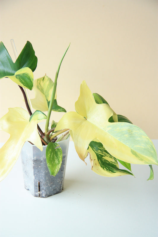 Philodendron Florida Beauty