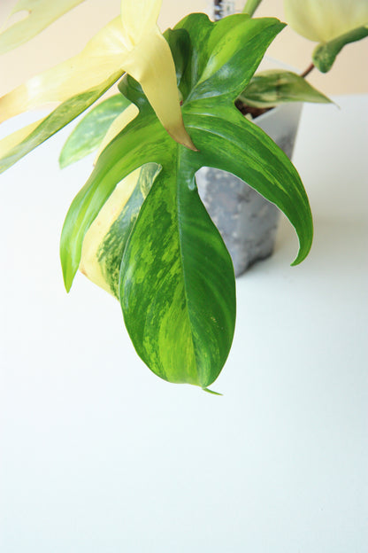 Philodendron Florida Beauty