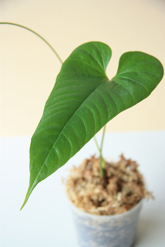 Anthurium Flavolineatum