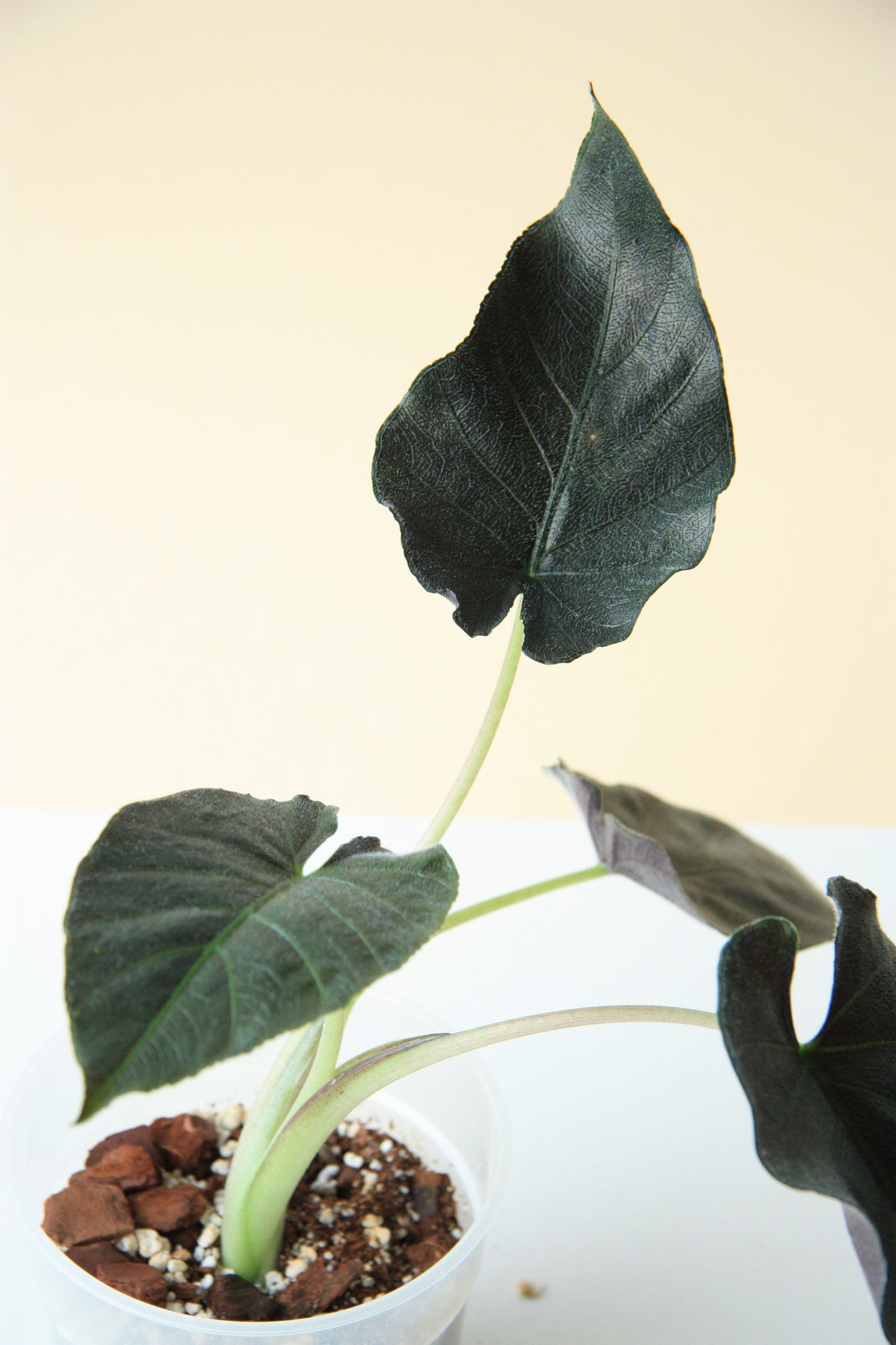 Alocasia Antoro Velvet