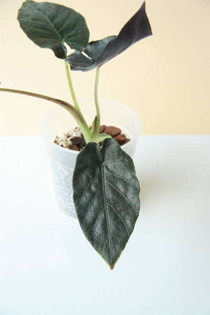 Alocasia Antoro Velvet